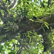 épiphytes sur tronc de Polyscias repanda  Bois de papaye. araliaceae.endémique Réunion..jpeg